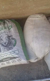 کودکفتر