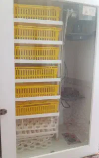 دستگاه جوجه کشی ۲۵۰تایی فقط ۲۵تومن