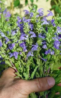 فروش بادرنجبو