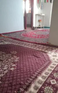 بچه گربه خانگی