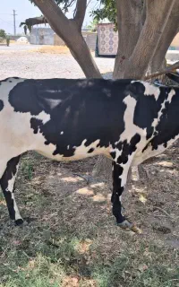 گاو