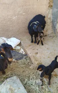 دو عدد بز زائیده