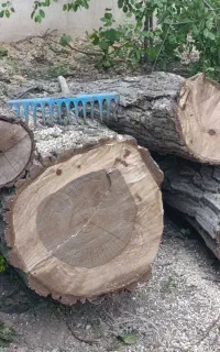 خرید انواع چوب و هرس درختان