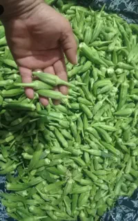 بامیه ریز