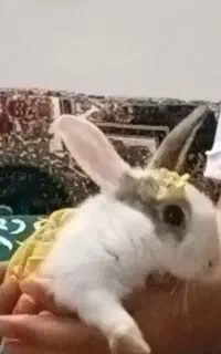خرگوش کوچولو