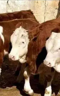گلچین گوساله های گرگان هرتعداد خاستین درخدمتم