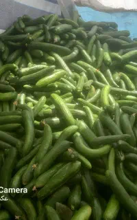 خیار تازه سرزمین