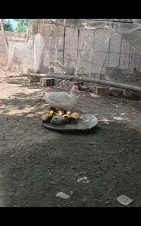 جوجه اردک اسرائیلی