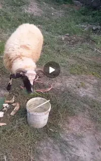 گوسفند نر داشتی جوان