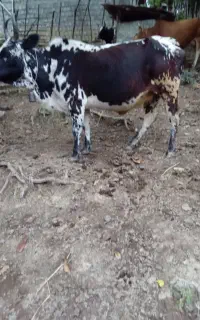 گاو بدون گوساله