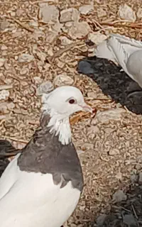 کبوتر طوقی
