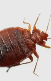 سمپاشی موریانه سوسک باضمانت۱۰۰%کنه ساس سم پاشی موش