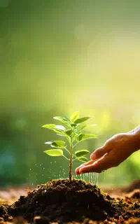 افزایش ۳۰ درصدی بار درختان و اصلاح خاک