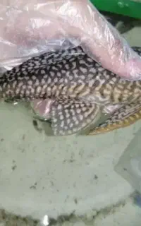 گربه ماهی ۳۰ سانتی معاوضه
