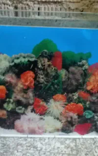 اکواریوم