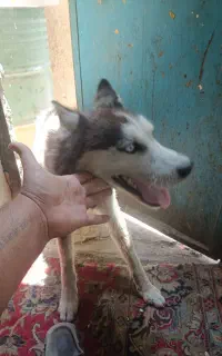 سگ هاسکی