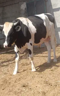 گوساله نر