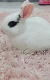 خرگوش زیبا و بازیگوش