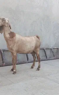 بز۴۵کیلویی‌واسه سربریدن‌قیمت ۱۴گوسفندم‌دارم‌دونه۱۲