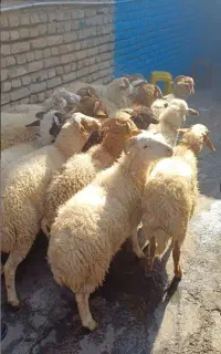 ذبح اسلامی بره نر و ماده تپل از ییلاق دنبه کوچک