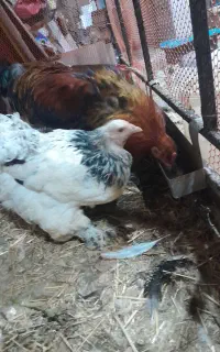 2مرغ و 1خروس برهما بزرگ هیکل
