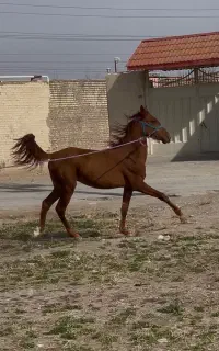 مادیان‌ها با سلامت کامل و کره‌ها با بهترین تغذیه