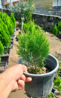 کامیس نوکدار اصل نژاد خوب و۵۰گلدان۷ کامیس فشرده