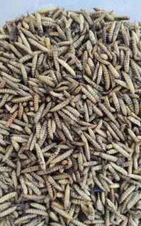 لارو مگس سیاه سرباز خشک شده