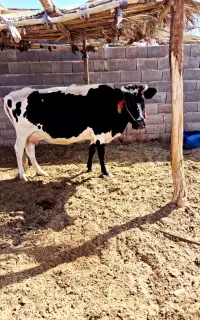 گاو همراه گوساله