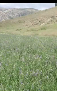 کاه یونجه دیم درجه یک