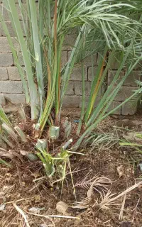 پا جوش نخل کبکاب ۱۵عدد