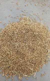 گندم دامی تمیز