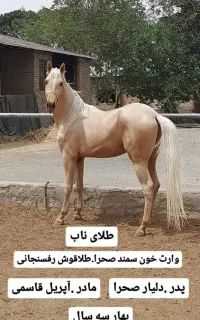 نریون ترکمن