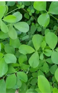 یونجه