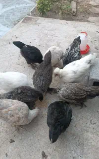 10عدد جوجه 3ماه نژاد یوسل