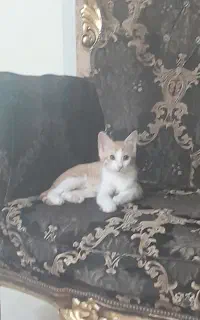 گربه خانگی تمیز