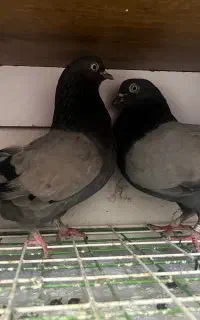 کبوتر،کفتر،سبز تسمه ای