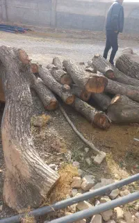 چوب