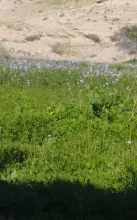 علف رایگان برای دام