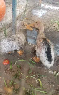 جوجه اردک