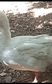 اوردک