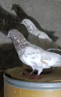 کبوتر