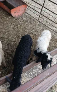 بره