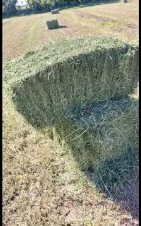خرید فروش یونجه و کاه
