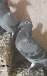 جوجه مسافتی