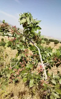 پیوند پسته