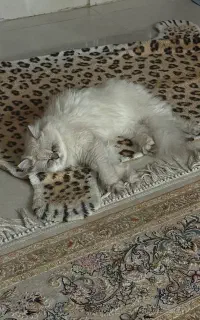 گربه