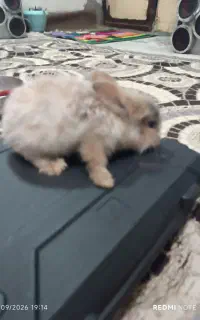 بچه خرگوش لوپ