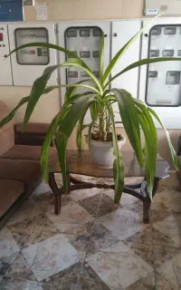 گل اشک ملکه