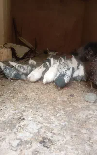 کبوترفروشی